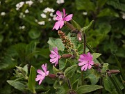 69 Bella la Silene dioica